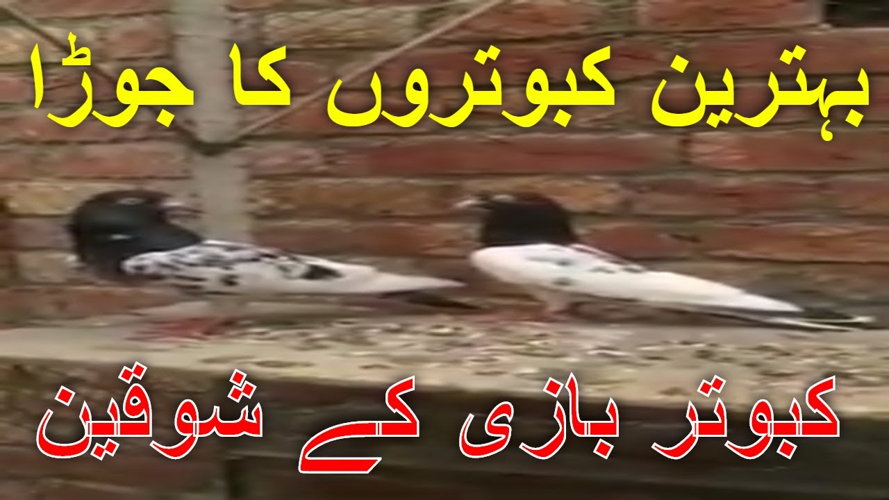 Kabootar Ka Jora Kabootar Bazi Apna Shok Pakistani Kabootar
