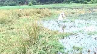 മാവൂർ പള്ളിയോൾ പാടത്ത് വെള്ളം കയറിയതിനെ തുടർന്ന് നെൽകൃഷി വ്യാപകമായി നശിക്കുന്നു | 24 Special