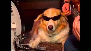 Dog playing Arctic Monkeys (Do I Wanna Know)