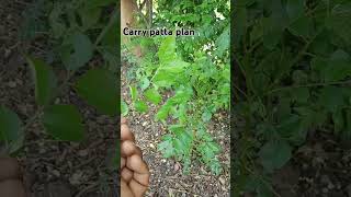 New technique for Kari patta plant #curryplant #plants #curryleaves #tree #parsley #catappaleaves