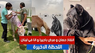 اللحظة الاخيرة .. انقاذ حصان و مرض باجيرا و انا فى لبنان | #٦٠شو_مع_الدكتور_حاتم_ستين