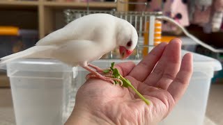 おはよう、文鳥さん