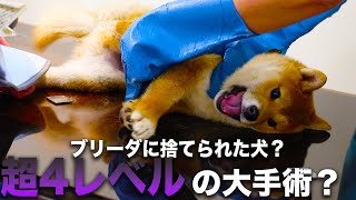 【売れないから】ブリーダーに遺棄された？柴犬を病院に連れて行ったら超難度の大怪我で手術？！