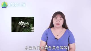 丁香花什么季節開花