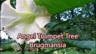 Urban Cottage Gardening | Growing Angel Trumpet Tree Brugmansia | Sept. Garden update 2019 | C