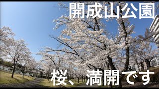 福島県郡山市　開成山公園 桜が満開です！　cherry blossom viewing spot in Koriyama, Fukushima prefecture, Japan