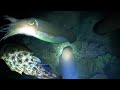 Spearfishing Cuttlefish Hunting at Night