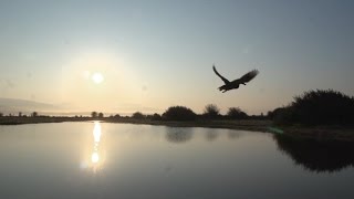 Bird Banding and Tracking