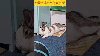 토끼가 잠드는데 걸리는 시간 🐰 토끼 꼬리 🐇 #cuteanimals #rabbit #귀여운