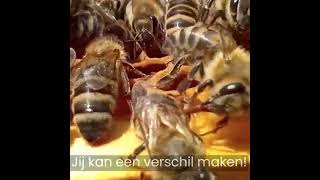 Help de bijen en ontdek meer op onze website! 🌿🌸✨ #beekeeper #bee #beekeeping #butterfly #nature