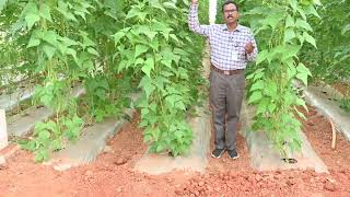 KRISHIMELA 2024 Vine type  Beans Cultivation in Polyhouse | ಪಾಲಿಹೌಸ್ ನಲ್ಲಿ ವೈನ್ ಮಾದರಿಯ ಬೀನ್ಸ್ ಬೇಸಾಯ