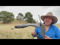 the spotted black snake australia s most venomous black snake