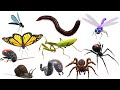Insects Name in English - Insects picture for kids | @AAtoonsKids