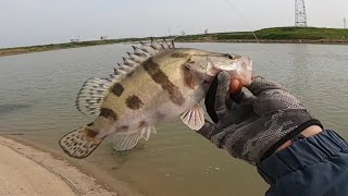 春天鳜鱼太好钓啦，软饵流水漂钓，一会就钓了几条