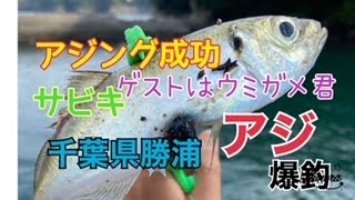 千葉県勝浦でアジング成功！立派なアジ釣れました★サビキでもアジが爆釣です♪帰りは、久しぶりに、家系ラーメン塩と和風ネギでーす( *´艸｀)