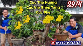 BG 29/4👉Giá Rẻ👉Tàng Cực Phê⭐️Cúc Thọ Hương💥Cúc Vip Ghép Tàng☎️0932999393🌼Cuộc Sống Cần Thơ HG