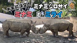 【福岡市動物園】＼お名前決定！／ミナミシロサイのミナミとミライ　ミナミシロサイのミライが明るく輝きますように