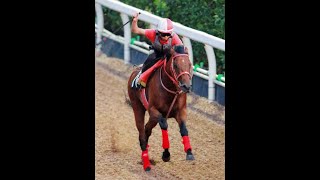 福島競馬場の誘導馬ヨシオが11歳で死す 21年アイドルホースオーディションの1位