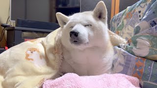 寒さで震える愛犬を全力で温めたら史上最高の癒しスマイルを見せてくれました