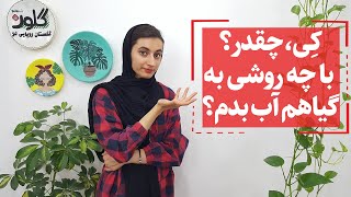 همه چیز درباره آبیاری اصولی گیاهان آپارتمانی