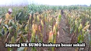 jagung NK SUMO buahnya sangat besar sekali