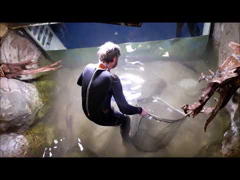 Do tiger fish eat humans?