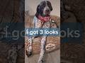 3 looks of German Shorthaired Pointer puppies... 😂🐶 #shorts #ytshorts #dog #gsp #viral