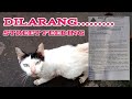 DAMPAK ADANYA LARANGAN MEMBERI MAKAN KUCING LIAR