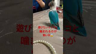 ボタンインコに噛まれたら痛いんだよ。でも、可愛いんだ❤️