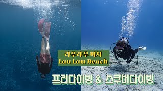 초보다이버들도  가능한 포인트/ Freediving \u0026 ScubaDiving