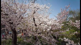 桜 岡崎公園2021年3月31日 Sakura(Cherry blossoms) in Okazaki Park 2021.03.31