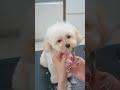 とっても我慢している子犬🐶 トリミング asmr マルプー