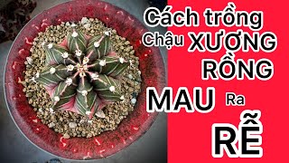 Hướng dẫn cách trồng xương rồng nhanh ra rễ /Xương Rồng BMT #29