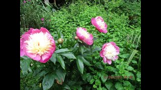 Amazing Bowl of Beauty Chinese Peony in Bloom