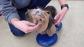 犬の幼稚園 花ちゃんとトレーニング