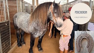 PERCHERON, O CAVALO MAIS FORTE DO MUNDO!