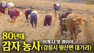 이것이 바로 강원도 감자다.. 80년대 강릉시 왕산면 대기리의 감자 3XL대작농..  🥔🌱  | 고전영상 옛날영상