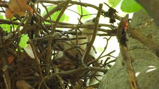 20210516 水萍塭公園鳳頭蒼鷹 - 小毛球終於冒出頭和腳