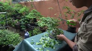 Tugas (Vitex Parviflora) | Defoliation and Wiring