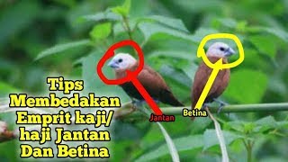 Emprit Kaji Gacor Ngerol Suara Kenari Bondol Haji Lagu Kenari