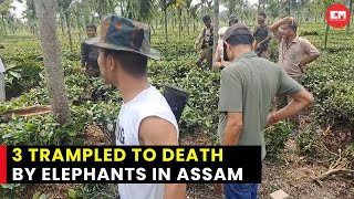 Elephant herd claims three lives, including two forest guards in Assam
