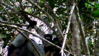 Infant Development of Diademed Sifaka and Indri, Maromizahaha forest, Madagascar