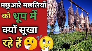 मछुआरे मछलियों को धूप में क्यों सुखाते हैं?|🤔|FactsReliable|#shorts