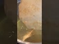 easy way to make puri with tortilla.