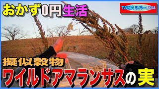 【おかず０円生活】擬似穀物ワイルド•アマランサス（アオビユ／ホナガイヌビユ）の実を収穫して食べる♪