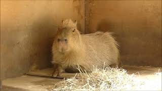 2022 09 01　野球場の騒音で苦痛を受けるラ・メール　～大宮公園小動物園のカピバラ～