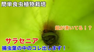 サラセニアの捕虫葉を解体！出てきたのはやはり！？