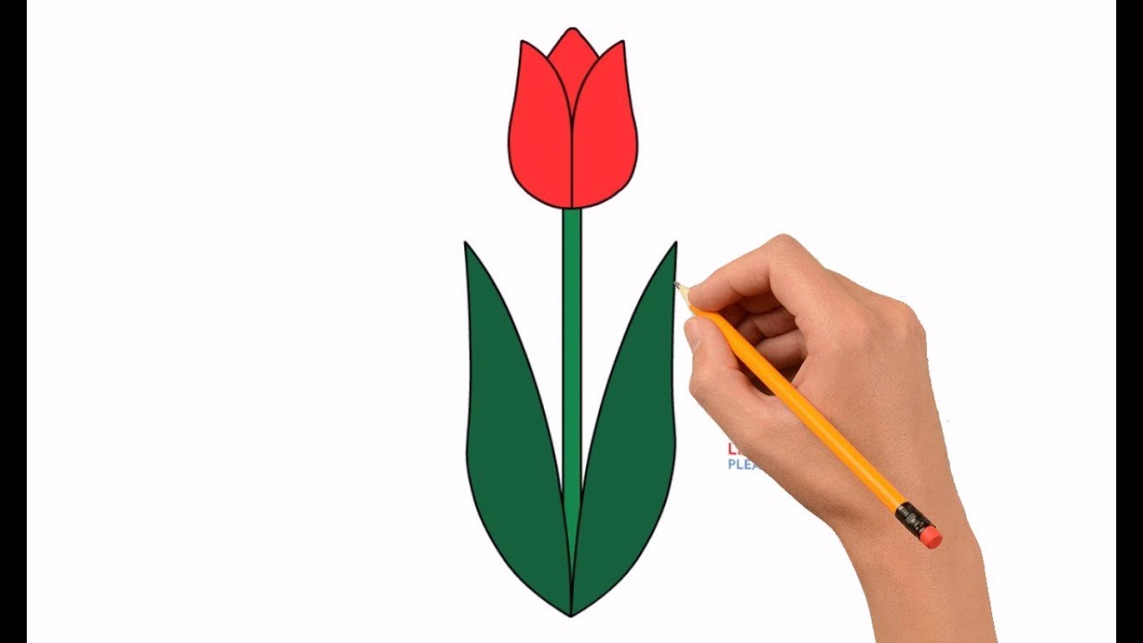 Tulip Flower Drawing Easy Step By Step Img Daffodil