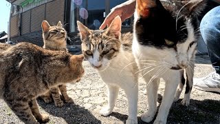 猫島の商店前にいた沢山の島猫をナデナデお昼寝もカワイイ　ねこ動画