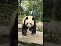 每日最新 🥰香香和家乡粉丝超甜互动！🐼香香 大熊猫 my cute panda